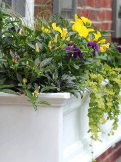 Fairfield Self-Watering Window Box, 4’ -Garden Pot Planter Sales Store 39345 102V tif