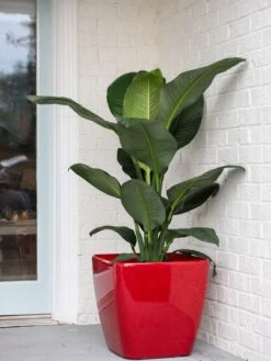 Viva Square Self-Watering Rolling Planter, 20" Diameter, Set Of 2 18 Viva Square Self-Watering Rolling Planter, 20" Diameter, Set Of 2 -Garden Pot Planter Sales Store 3 4 crop 8612930 0032 tif