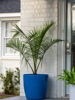 Viva Round Self-Watering Rolling Planter, 20" Diameter, Set Of 2 -Garden Pot Planter Sales Store 3 4 crop 8612933 0024 tif