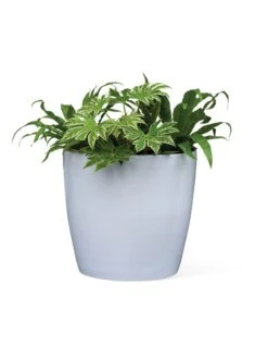 Viva Round Self-Watering Rolling Planter, 20" Diameter, Set Of 2 -Garden Pot Planter Sales Store 3 4 crop 8612933 0026 tif