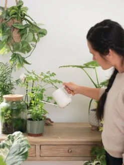 Pinpoint Indoor Watering Can -Garden Pot Planter Sales Store 3 4 crop 8612963 3774