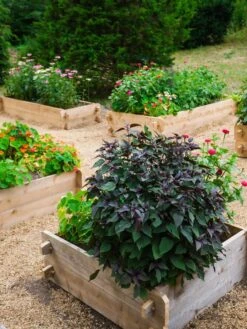 Farmstead Cedar Raised Garden Beds, 3' 10 Farmstead Cedar Raised Garden Beds, 3' -Garden Pot Planter Sales Store 8588143 09V tif