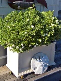 Fairfield Self-Watering Patio Planters, 20” X 36” -Garden Pot Planter Sales Store 8588417 208V tif