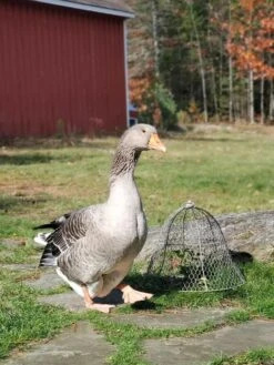 Chicken Wire Cloche 16 Chicken Wire Cloche -Garden Pot Planter Sales Store 8590210 01IN tif