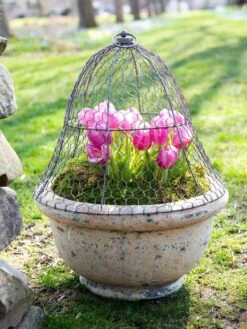 Chicken Wire Cloche 15 Chicken Wire Cloche -Garden Pot Planter Sales Store 8590210 021 tif