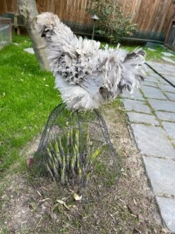 Chicken Wire Cloche 17 Chicken Wire Cloche -Garden Pot Planter Sales Store 8590210 02CUST tif