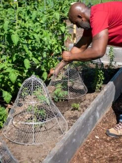 Chicken Wire Cloche With Extension 18 Chicken Wire Cloche With Extension -Garden Pot Planter Sales Store 8590210 0442 tif