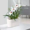 Lechuza® Delta Self-Watering Windowsill Planters -Garden Pot Planter Sales Store 8590298 03V tif