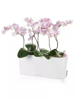 Lechuza® Delta Self-Watering Windowsill Planters 11 Lechuza® Delta Self-Watering Windowsill Planters -Garden Pot Planter Sales Store 8592361 02V tif