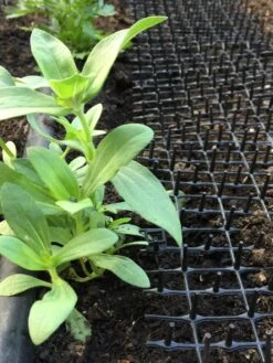 Cat Scat Mat -Garden Pot Planter Sales Store 8592448 03CUST tif