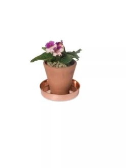 Extra Small Round Copper Plant Tray, 8" -Garden Pot Planter Sales Store 8593528 2922 tif