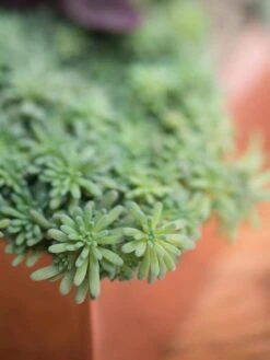 Tall Rectangular Copper Plant Tray, 18" X 5" X 4" 9 Tall Rectangular Copper Plant Tray, 18" X 5" X 4" -Garden Pot Planter Sales Store 8593534 4601 tif