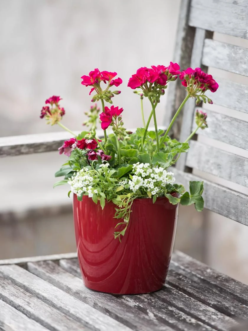 Viva Round Self-Watering Planter, 7" Diameter 4 Viva Round Self-Watering Planter, 7" Diameter - Image 2