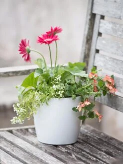 Viva Round Self-Watering Planter, 7" Diameter 10 Viva Round Self-Watering Planter, 7" Diameter -Garden Pot Planter Sales Store 8595222 1139 tif