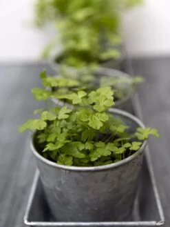 Galvanized Herb Planters With Rectangular Tray 8 Galvanized Herb Planters With Rectangular Tray -Garden Pot Planter Sales Store 8595903 advice 1777 tif