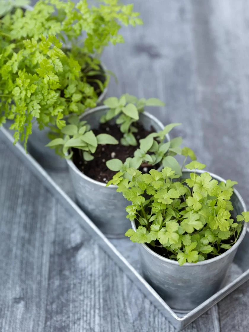 Galvanized Herb Planters With Rectangular Tray 4 Galvanized Herb Planters With Rectangular Tray - Image 2