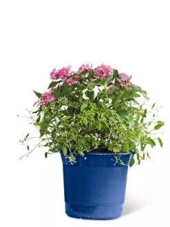 Eezy Gro Self-Watering Planters -Garden Pot Planter Sales Store 8596425 103 tif
