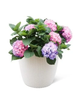 Weave Self-Watering Round Planter, 17" White -Garden Pot Planter Sales Store 8598372 3002 tif