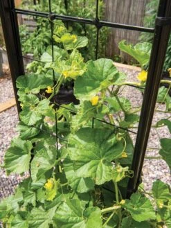 Gardener’s Victory Self-Watering Planter With Vine Trellis -Garden Pot Planter Sales Store 8600176 6853