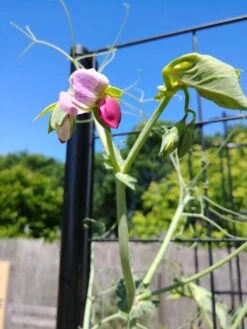 Gardener’s Victory Self-Watering Planter Garden With Vine Trellis -Garden Pot Planter Sales Store 8600177 6588 tif 1