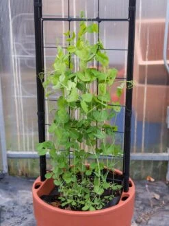 Gardener’s Victory Self-Watering Planter With Vine Trellis -Garden Pot Planter Sales Store 8600178 5000 tif