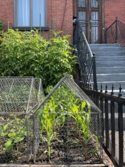 Chicken Wire Crop Coop 25 Chicken Wire Crop Coop -Garden Pot Planter Sales Store 8609080 02CUST tif