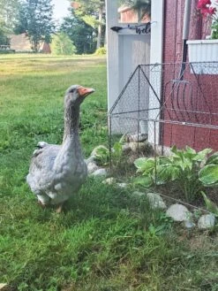 Chicken Wire Crop Coop 23 Chicken Wire Crop Coop -Garden Pot Planter Sales Store 8609080 02IN tif