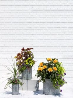 Metal Bucket Planters -Garden Pot Planter Sales Store 8609085 0852 tif