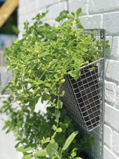Wire Wall Pockets Vertical Gardens 10 Wire Wall Pockets Vertical Gardens -Garden Pot Planter Sales Store 8609429 9500 tif