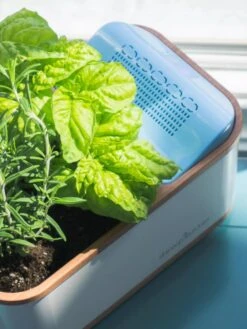 Dewplanter -Garden Pot Planter Sales Store 8609512 04V