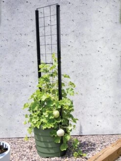 Gardener’s Victory Self-Watering Planter With Vine Trellis -Garden Pot Planter Sales Store 8610238 15487 tif