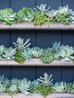 3-Tier Vertical Wall Planter, 3' 11 3-Tier Vertical Wall Planter, 3' -Garden Pot Planter Sales Store 8611013 055 tif