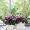 Stoneware Self-Watering Windowsill Planters, Set Of 2 -Garden Pot Planter Sales Store 8611890 4396 tif