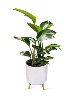 Ava Self-Watering Round Planter -Garden Pot Planter Sales Store 8612692 0002