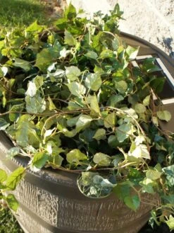 Round Rain Barrel With Planter, 35 Gallons -Garden Pot Planter Sales Store 8612856WALNT 03V tif