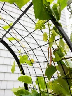 2’ X 4’ Arch Trellis For Planter Boxes 17 2’ X 4’ Arch Trellis For Planter Boxes -Garden Pot Planter Sales Store 8612976 0436