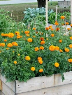 SeedSheets Organic Vegetable Garden, Easy Breezy Caprese, 4' X 8' 10 SeedSheets Organic Vegetable Garden, Easy Breezy Caprese, 4' X 8' -Garden Pot Planter Sales Store 8613295 04V