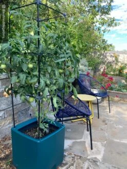 Oasis Self-Watering Tomato Planter With Trellis -Garden Pot Planter Sales Store 8613440 01IN