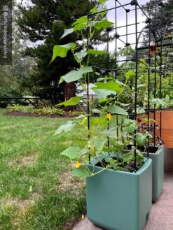 Oasis Self-Watering Tomato Planter With Trellis -Garden Pot Planter Sales Store 8613440 02TEST