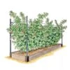 Raspberry Bed -Garden Pot Planter Sales Store GS39389 01S 1