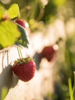 3-Tier Strawberry Bed -Garden Pot Planter Sales Store Strawberry3 3167 tif